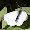 Green-veined White