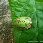 Tortoise Beetle