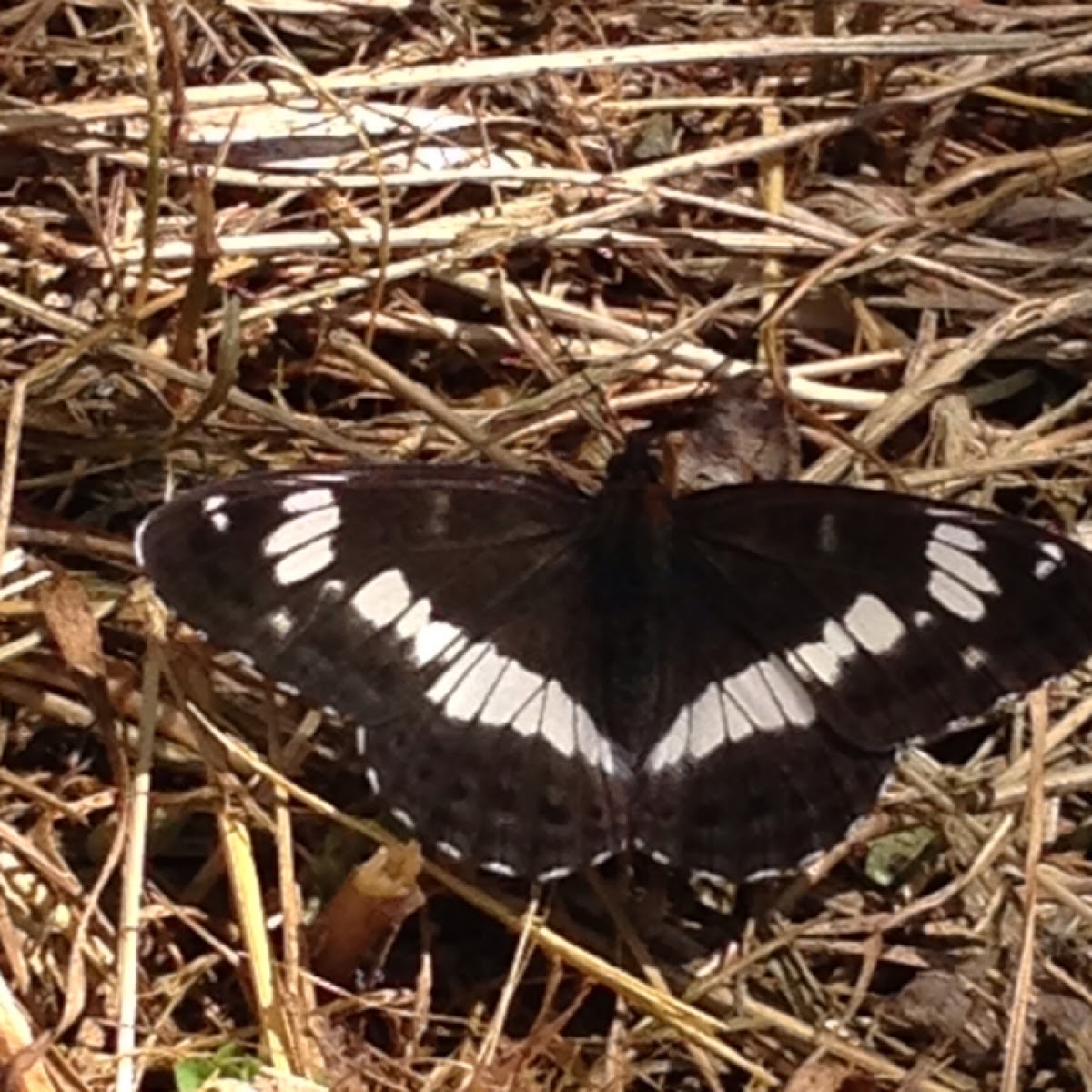 White Admiral (male)