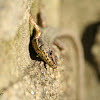 Iberian Wall Lizard