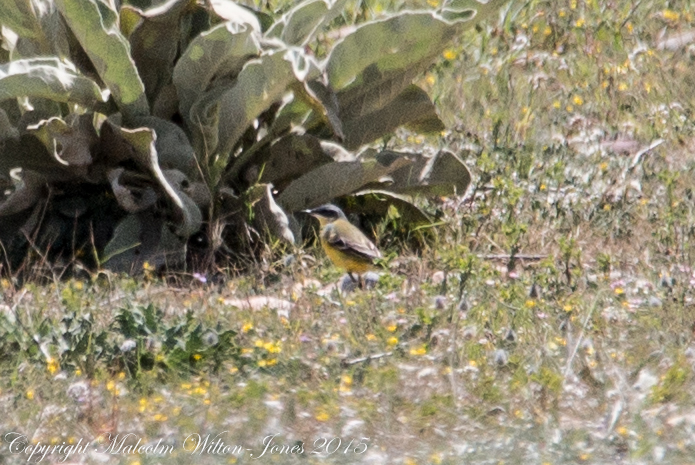 Yellow Wagtail; Lavandera Boyera