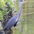 Grey Heron