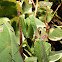 Green praying mantis