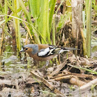 Chaffinch