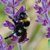 Garden Bumblebee