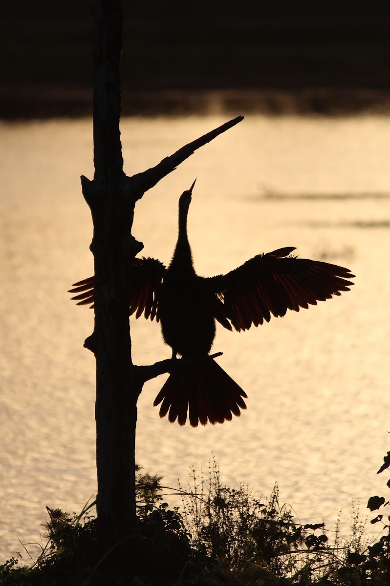 Anhinga