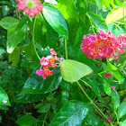 Common emigrant, male