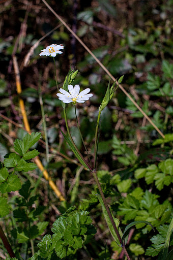 Stellaria holostea