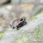 Mindanao Horned frog