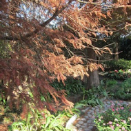 菁芳園 Tenway Garden／花園餐廳／落羽松