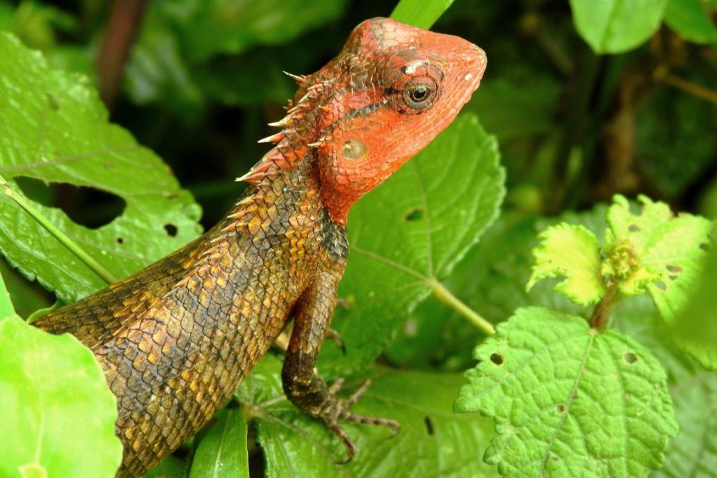 The oriental garden lizard