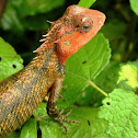 The oriental garden lizard