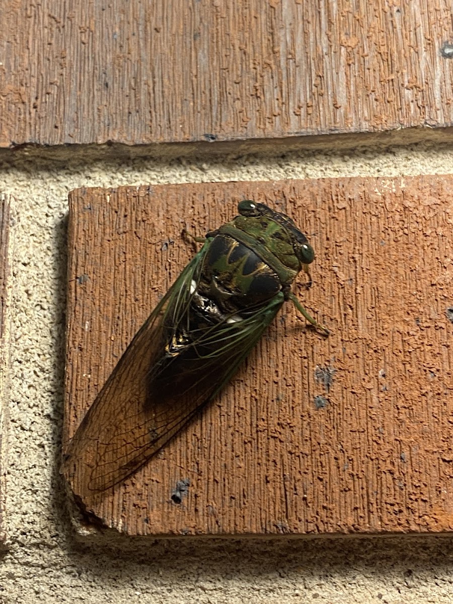 Davis' southeastern dog-day cicada