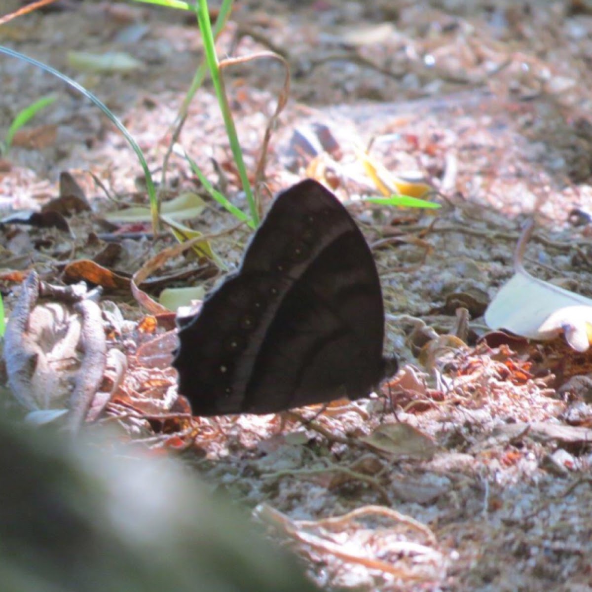 Satyrid butterfly