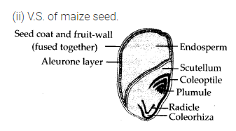 Solution Image