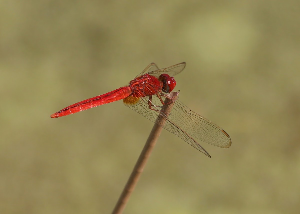 Common Scarlet