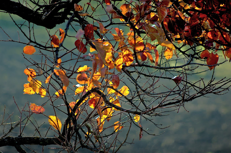 Giornata autunnale di Pinco_Pallino