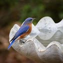 Eastern Bluebird