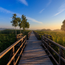 Wooden bridge