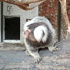 Common Marmoset