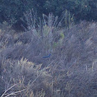 California Scrub-Jay