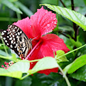 Lime Butterfly