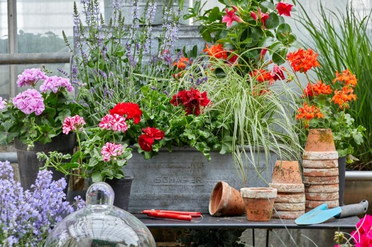 C:\Users\SONY\Desktop\пеларгония обрезка\pelargoniums-for-europe-1TbnKaWU7Kg-unsplash.jpg