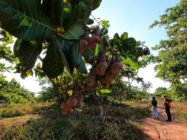 A cashewnut tree in Mpeketoni, Lamu West.