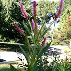 Flamingo Feather Celosia