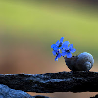 Colori di primavera di 