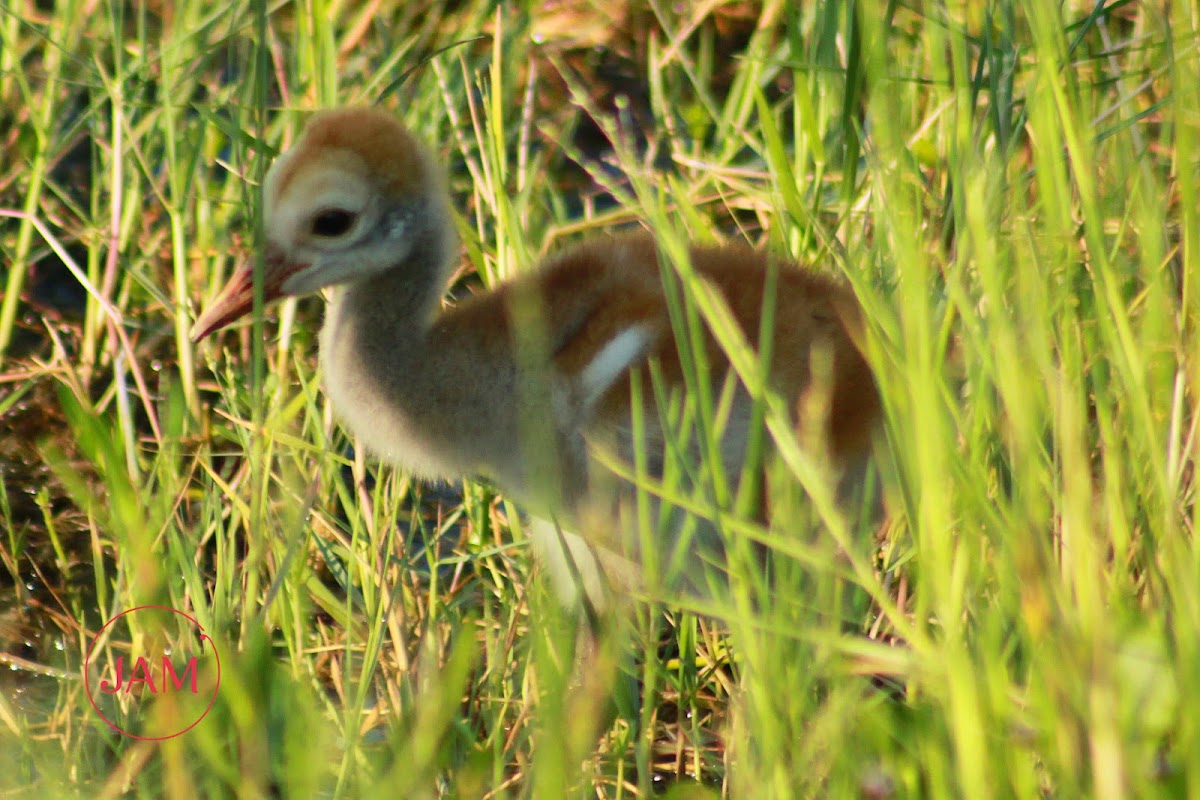 Sandhill Crane (chick)