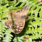 Speckled Wood