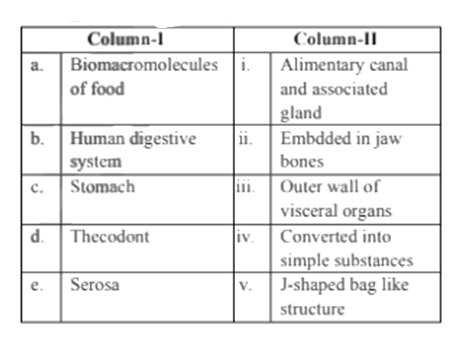 Human Digestive System