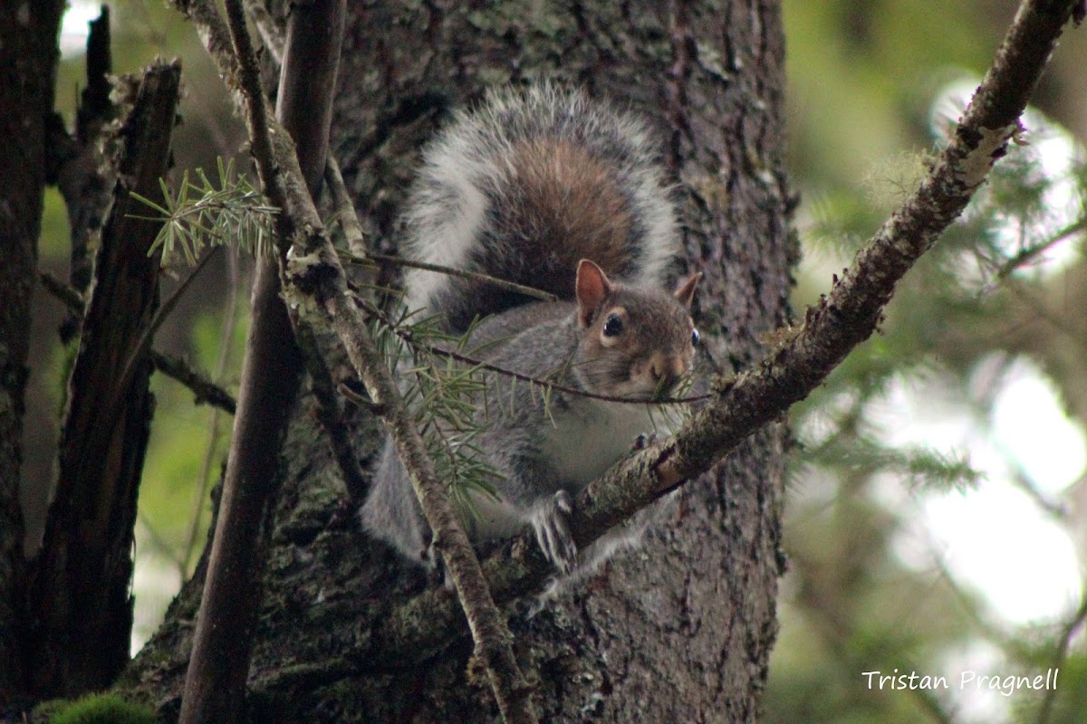 Gray Squirrel or Eastern Gray Squirrel