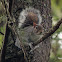 Gray Squirrel or Eastern Gray Squirrel