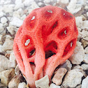 Red Cage Fungi