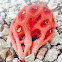 Red Cage Fungi