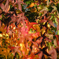 Colori Caldi d'Autunno di 