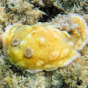 Clumpy Nudibranch