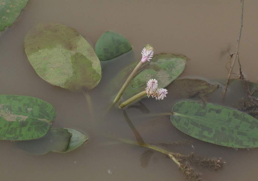 Апоногетон Декари (Aponogeton decaryi)