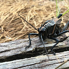 Eastern Lubber Grasshopper