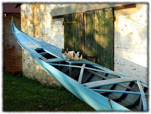 Il gatto gondoliere di lucaldera