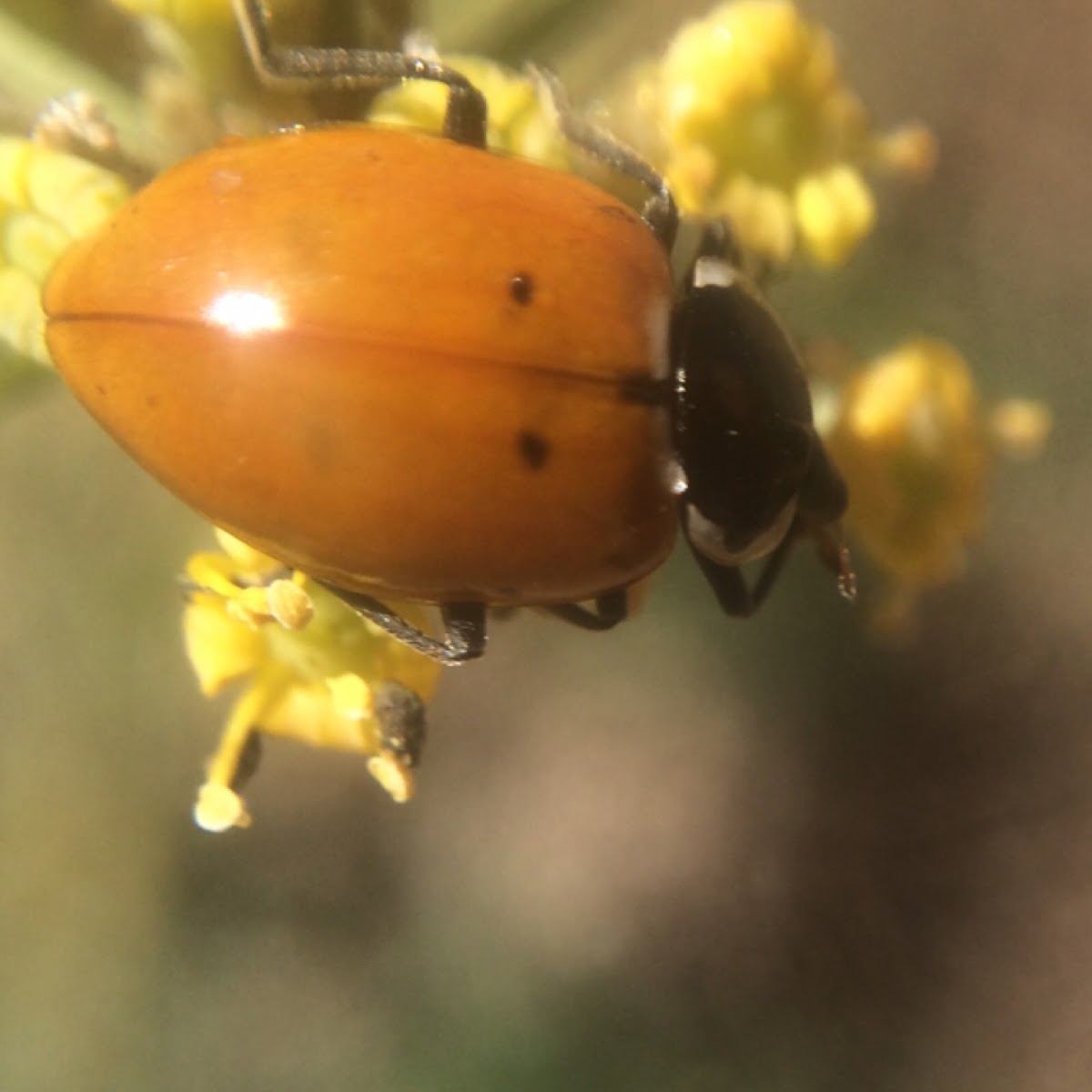 Spotless Ladybug