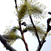 Pussy Willow