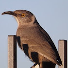 Curve-billed Thrasher