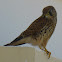 Common Kestrel