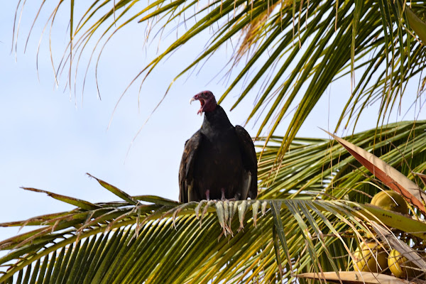 Мексика. И станут направления дорогами.
