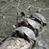 Western Pond Turtle