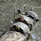 Western Pond Turtle