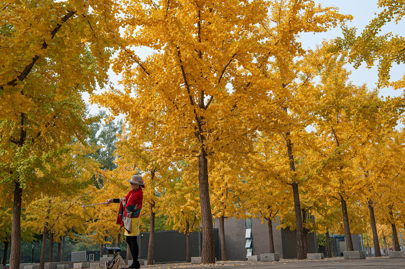 Selfie tra gli alberi di ginkgo di loredana de sole